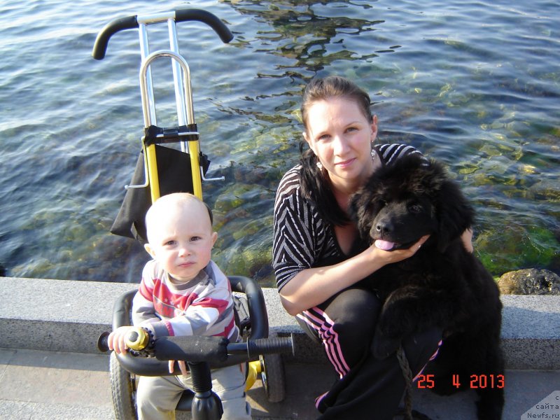 Фото: ньюфаундленд Спарт Грейт Бавария Бель (Spart Great Bavariya Bell), Кристина Мамон, Мишка