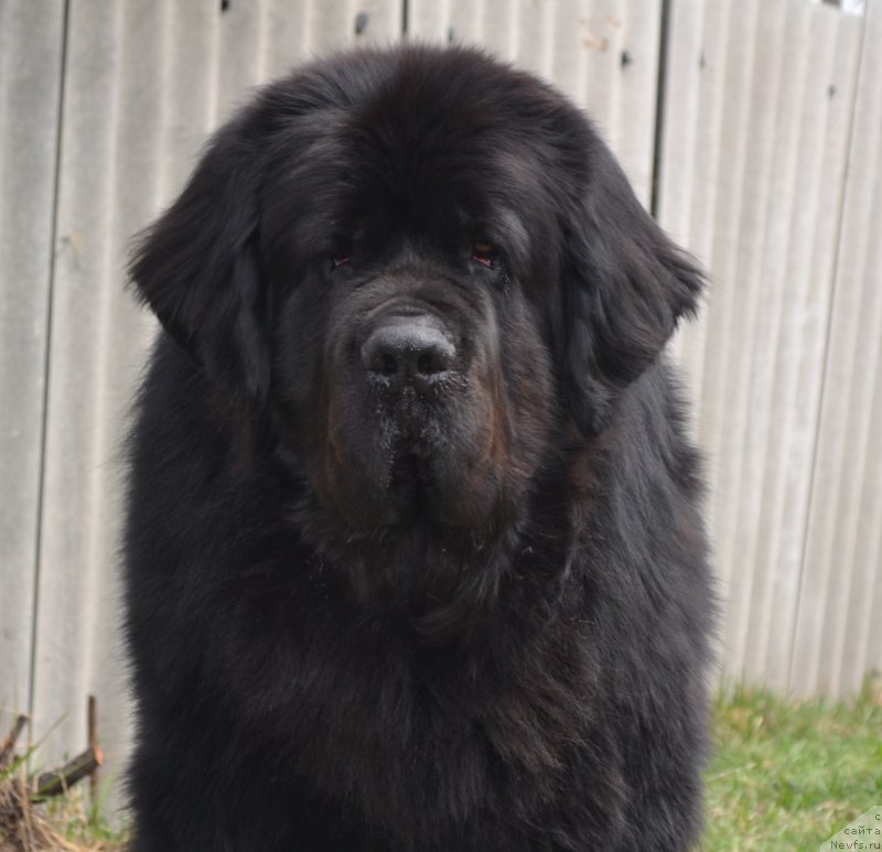 Фото: ньюфаундленд Веридан Звездный Путь