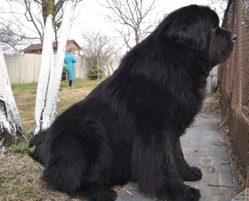 Фото: ньюфаундленд Веридан Звездный Путь