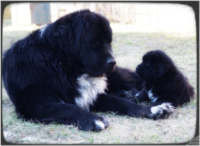 Фото: ньюфаундленд Питерньюф Енигма (Piternyuf Enigma)