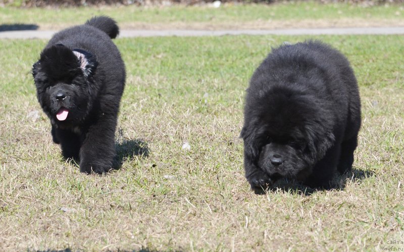 Фото: ньюфаундленд Бегущая по Волнам Екстра Спешиал Едишион, ньюфаундленд Бегущая по Волнам Елвис