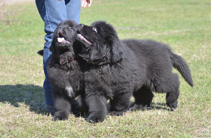 Фото: ньюфаундленд Бегущая по Волнам Екстра Спешиал Едишион, ньюфаундленд Бегущая по Волнам Елвис