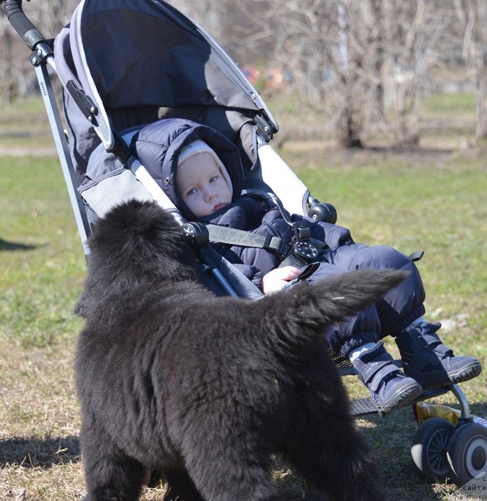 Фото: ньюфаундленд Бегущая по Волнам Екстра Спешиал Едишион