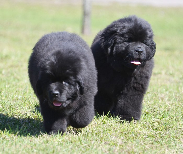Фото: ньюфаундленд Бегущая по Волнам Елвис, ньюфаундленд Бегущая по Волнам Екстра Спешиал Едишион