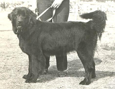 Фото: ньюфаундленд Принцесса Лотбар