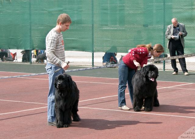 Фото: ньюфаундленд Лестер, ньюфаундленд Юган с Тоянова Городка (Ygan s Toyanova Gorodka)
