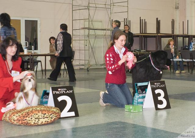 Фото: ньюфаундленд Юган с Тоянова Городка (Ygan s Toyanova Gorodka)