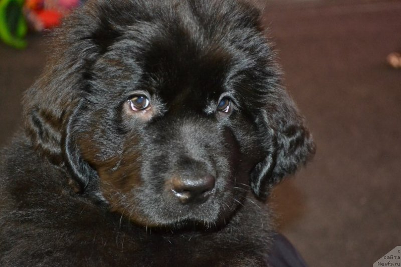 Фото: ньюфаундленд Черная Мафия Зоом Инто Ме (Chernaya Mafia Zoom Into Me)