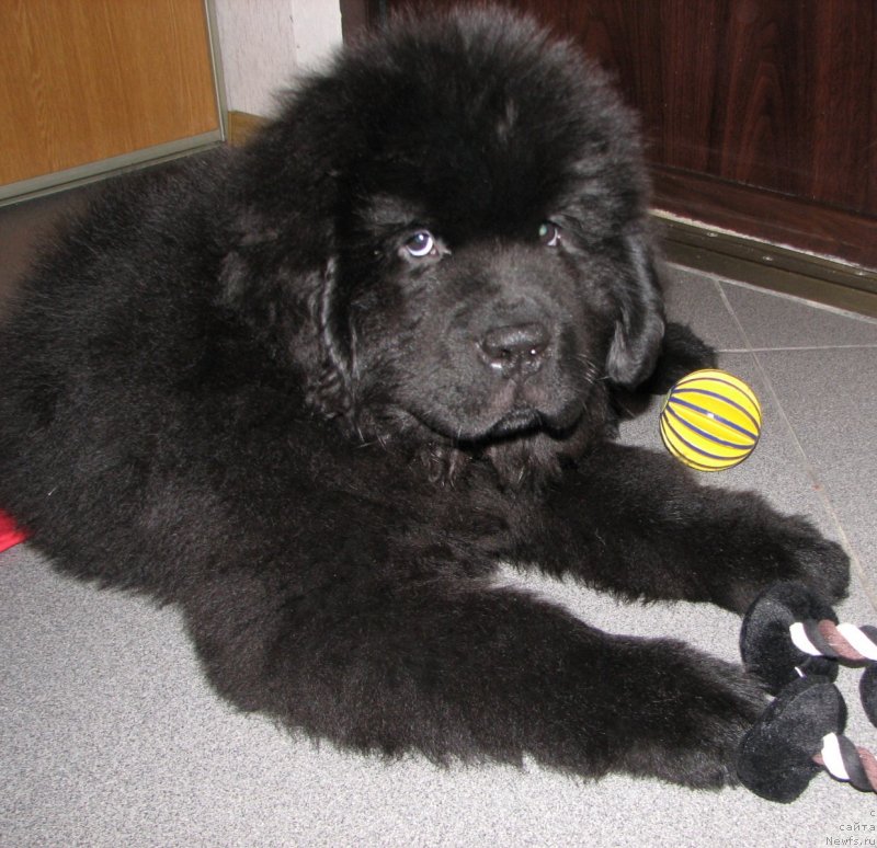 Фото: ньюфаундленд Бегущая по Волнам Есперанто Етуло Чуи