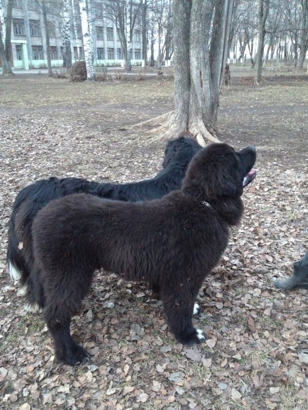 Фото: ньюфаундленд Старди Коллекшн Баловень