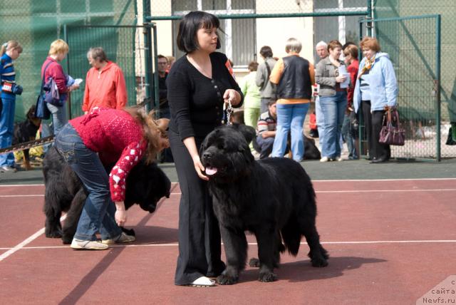 Фото: ньюфаундленд Лиана Черная Фея