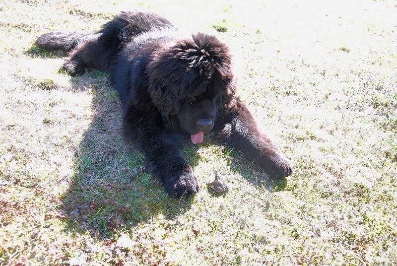 Фото: ньюфаундленд Аз Труэ Бегущая по Волнам Династия Совершенства (As True for Beguschaya po Volnam Dinastiya Soverchenstva)