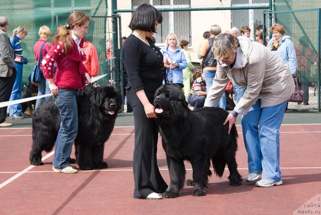 Фото: ньюфаундленд Лиана Черная Фея