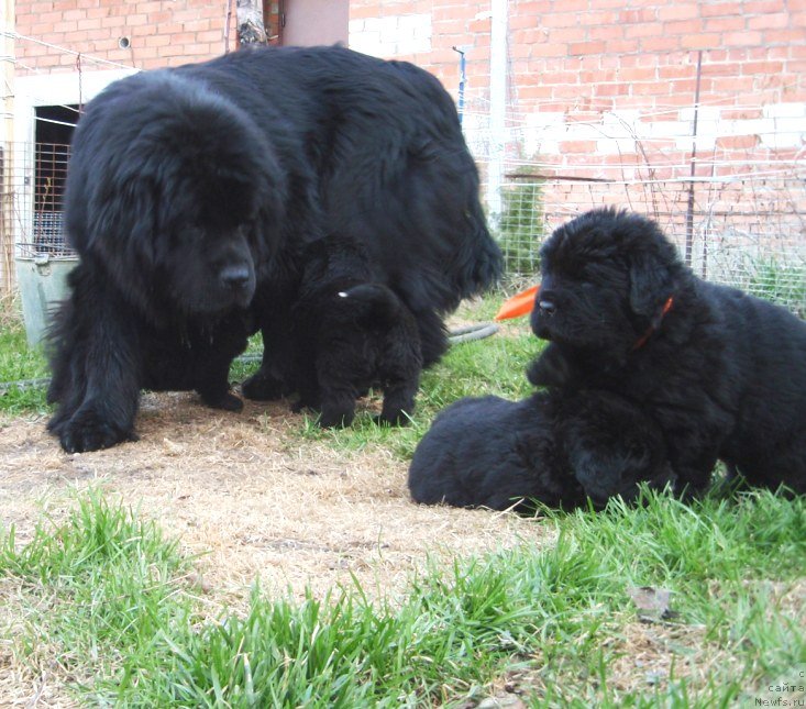 Фото: ньюфаундленд Ньюфорт Уитни Традиция Легенды, с племянниками.