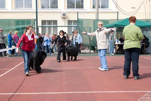 Фото: ньюфаундленд Юган с Тоянова Городка (Ygan s Toyanova Gorodka), ньюфаундленд Лиана Черная Фея