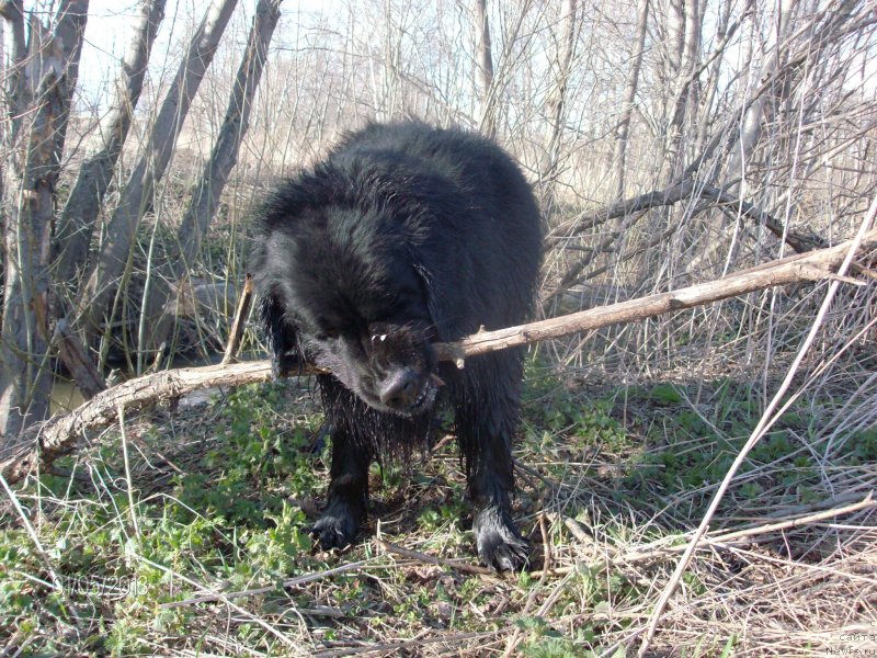 Фото: ньюфаундленд Кайден Плейфул (Kaiden Playful)