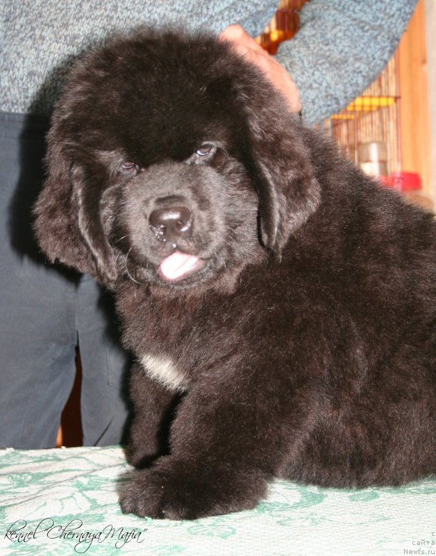 Фотография № 124092