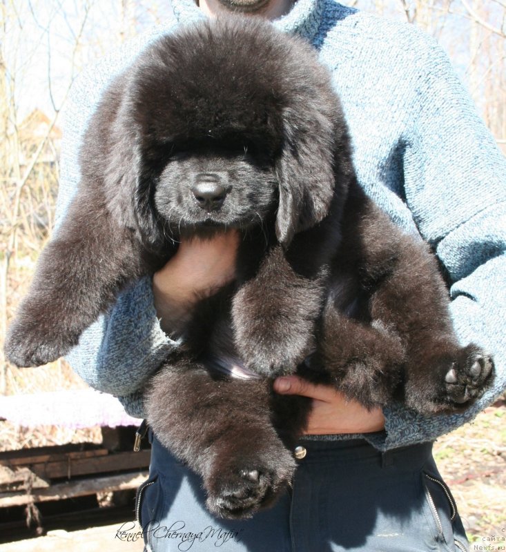 Фотография № 124095