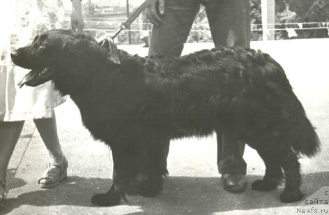 Фото: ньюфаундленд Ель Басси