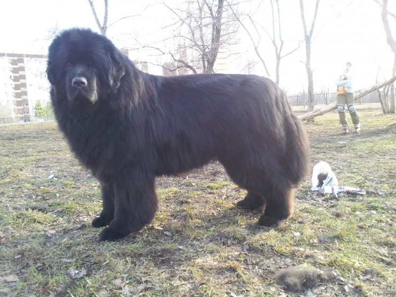 Фото: ньюфаундленд Капитан Ньюфорт