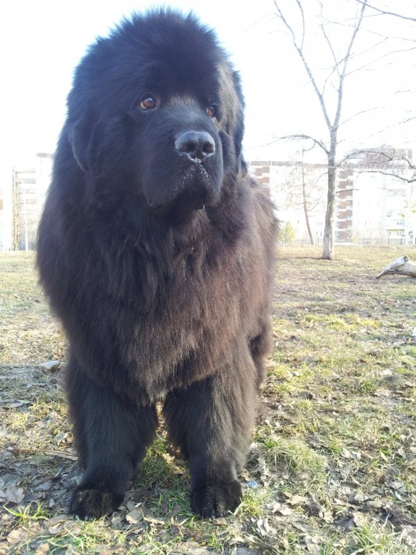 Фото: ньюфаундленд Капитан Ньюфорт