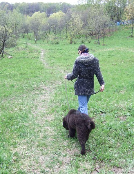 Фото: ньюфаундленд Сент Джонс Отрада