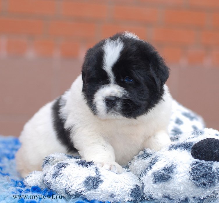 Фотография № 124128