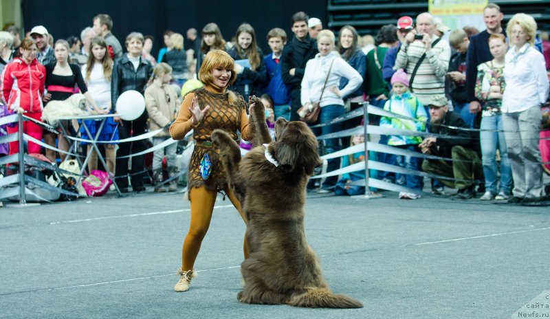 Фото: ньюфаундленд Фанньюф Глория Дей, Марина Новоселова