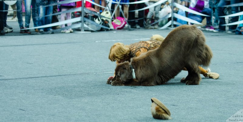 Фото: ньюфаундленд Фанньюф Глория Дей, Марина Новоселова