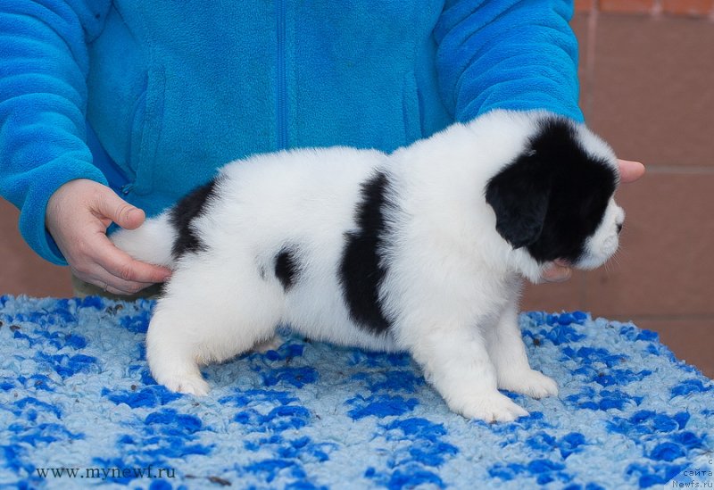 Фотография № 124147