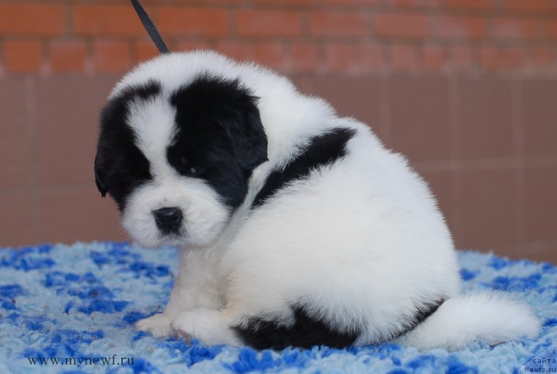 Фотография № 124155