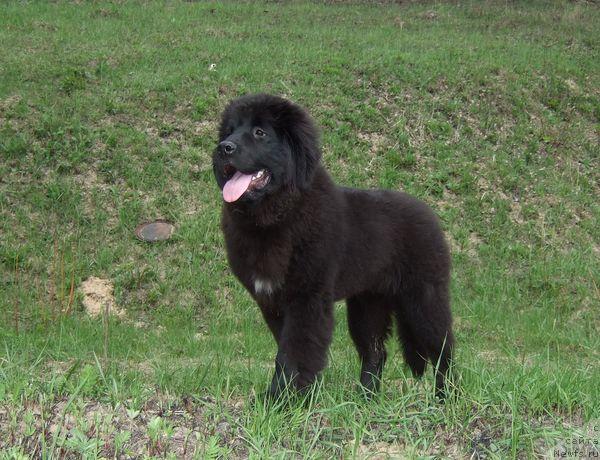 Фото: ньюфаундленд Сент Джонс Отрада