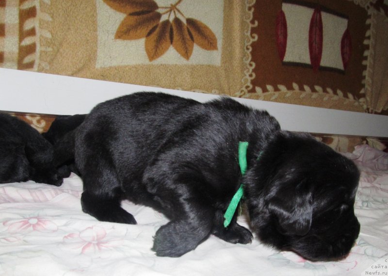 Фото: Доча, ньюфаундленд Валькирия Сигрюн, ньюфаундленд Их Высочество Владлена Маджикс, ньюфаундленд С'Нежная Вьюга Армандо Паруссо (S'Nezhnaya Vjuga Armando Parusso)