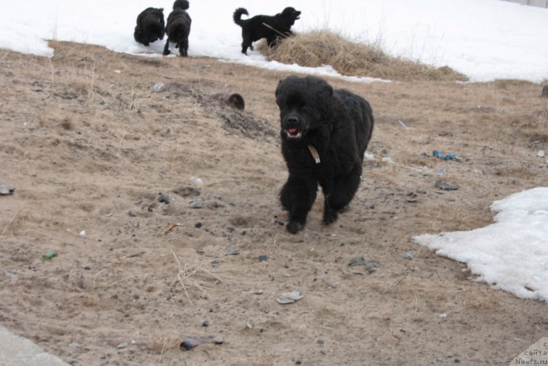 Фото: ньюфаундленд Яхонт Драгоценный