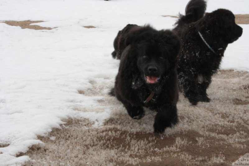 Фото: ньюфаундленд Яхонт Драгоценный