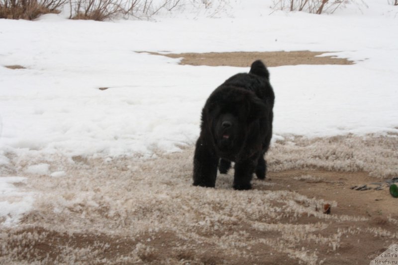 Фото: ньюфаундленд Янтарная Мечта