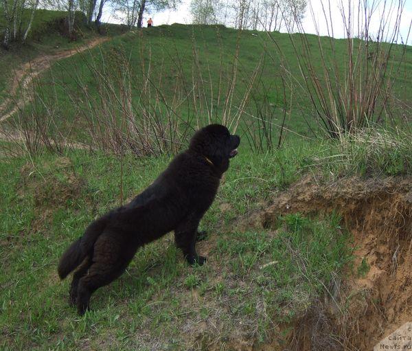 Фото: ньюфаундленд Сент Джонс Отрада
