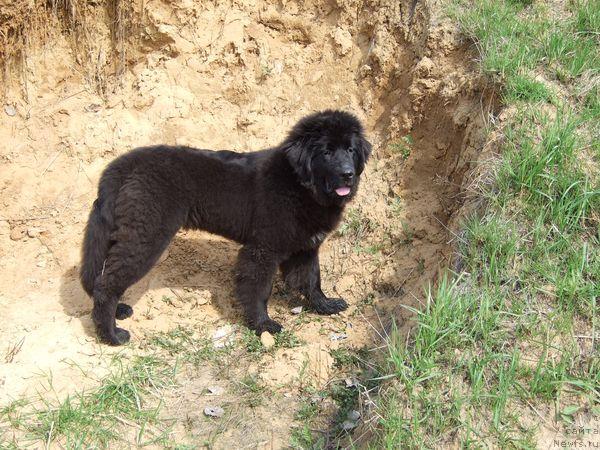 Фото: ньюфаундленд Сент Джонс Отрада