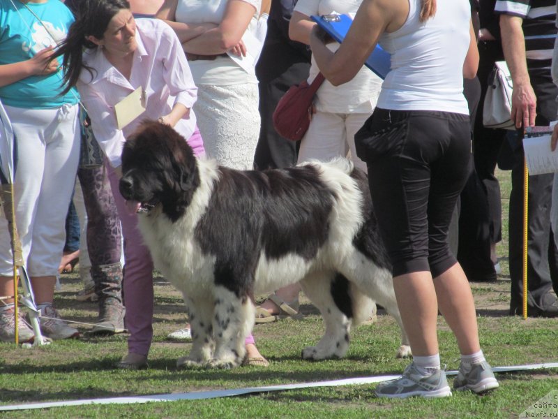 Фото: ньюфаундленд Clyde Winner Of The Ring Aqua Pearl