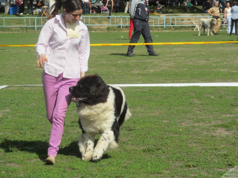 Фото: ньюфаундленд Clyde Winner Of The Ring Aqua Pearl