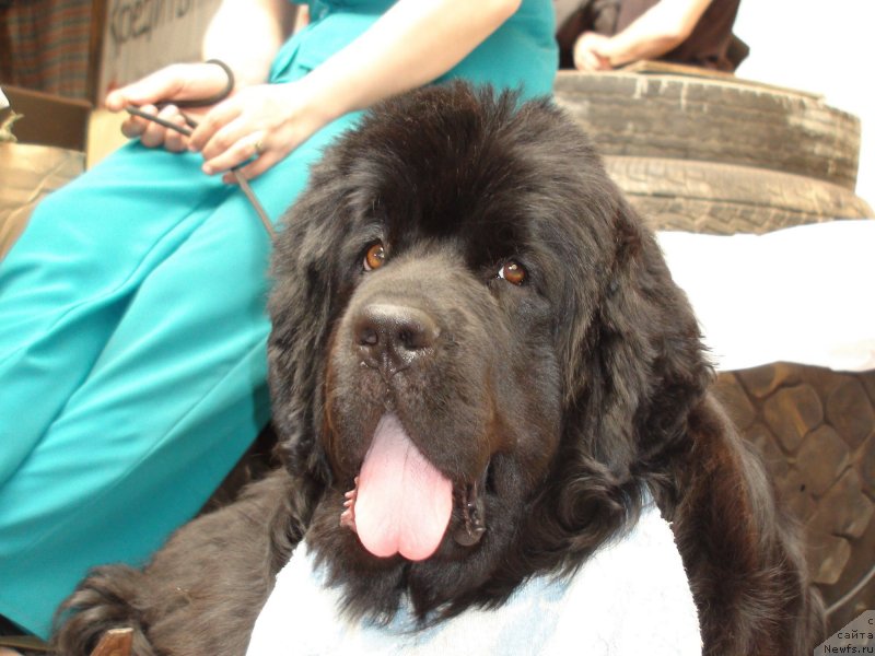 Фото: ньюфаундленд Обаятельная Леди от Ласкового Дельфина