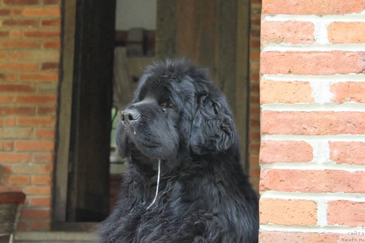 Фото: ньюфаундленд Midnight Lady's Yin-Yang