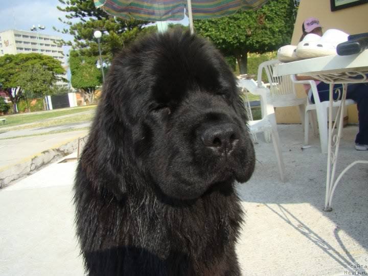 Фото: ньюфаундленд Midnight Lady's Yin-Yang