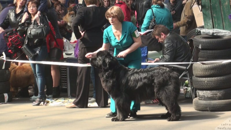 Фото: ньюфаундленд Обаятельная Леди от Ласкового Дельфина