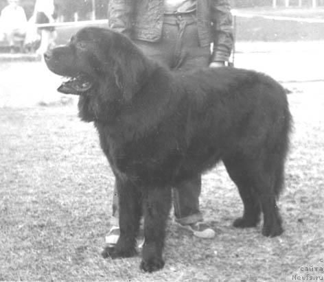 Фото: ньюфаундленд Нерон Глор