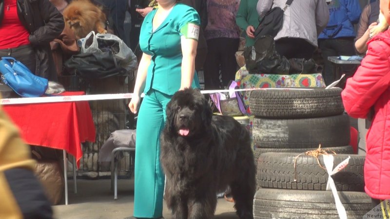 Фото: ньюфаундленд Обаятельная Леди от Ласкового Дельфина, ньюфаундленд Обаятельная Леди от Ласкового Дельфина