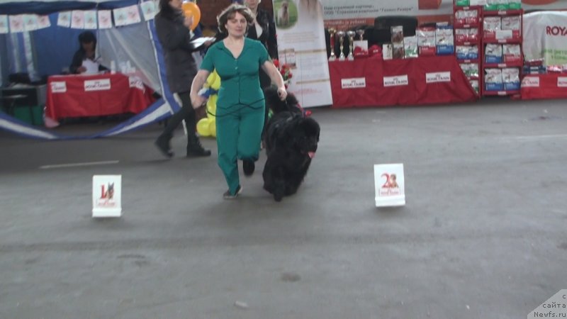 Фото: ньюфаундленд Обаятельная Леди от Ласкового Дельфина