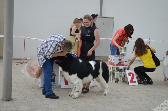 Фото: ньюфаундленд Черный Шарм Ванкувер, Александра Будченко