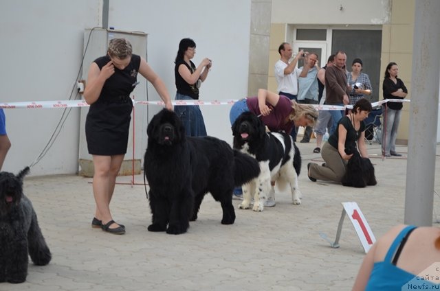 Фото: ньюфаундленд Вом Ватерфалл Лэнд Ай Тодор (Vom Waterfall Land Ay Todor), ньюфаундленд Черный Шарм Ванкувер, Александра Будченко