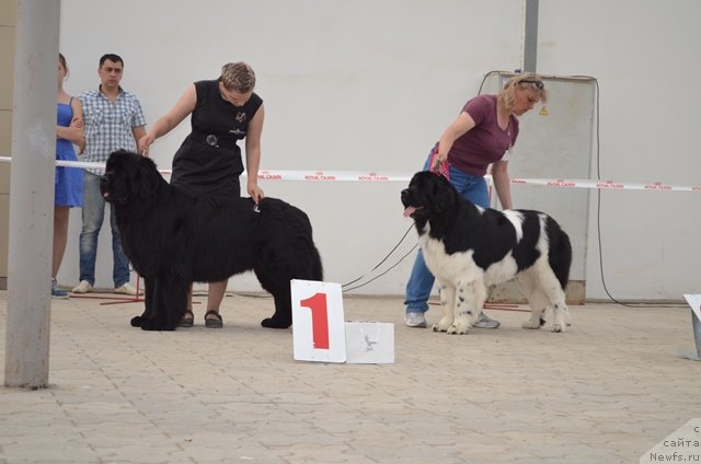 Фото: ньюфаундленд Вом Ватерфалл Лэнд Ай Тодор (Vom Waterfall Land Ay Todor), ньюфаундленд Черный Шарм Ванкувер, Александра Будченко